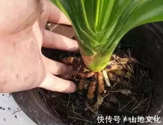 居家养花总是养不好学会这三个小技巧,轻松花开爆满盆