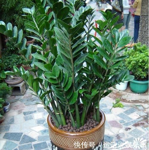 家里摆上4盆花，皮实好养颜值高，寓意美好惹人爱