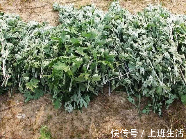 妇科病|女人养宫就是保命，3种食物，暖宫排污血，杀菌抑菌，远离妇科病