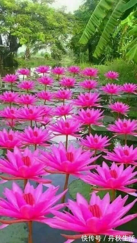 千年难见的稀世奇花开花了，真的太美了！