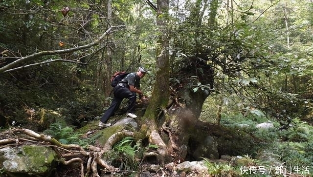 躲避|缅甸父子为躲避战乱,在森林活了41年,儿子看见女人稀奇