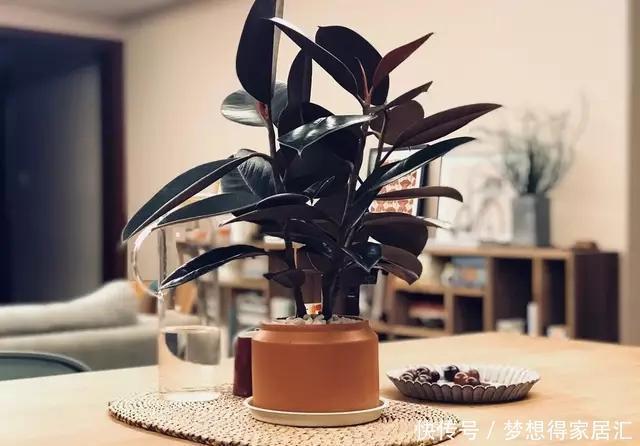 深受花友喜|这五种植物吸尘器,居家栽一盆,既能吸尘除污,又能净化空气