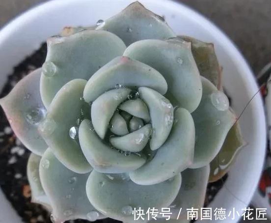 万万想不到此个,多肉竟然占,人气排行榜第一