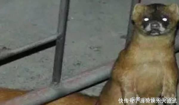 为什么老一辈人说黄鼠狼不能杀?科学研究表明,果真不能杀