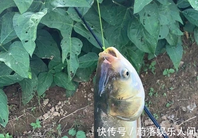 钓鲢鳙这样配饵效果好极了,记住2种佐料不能少,能锦上添花
