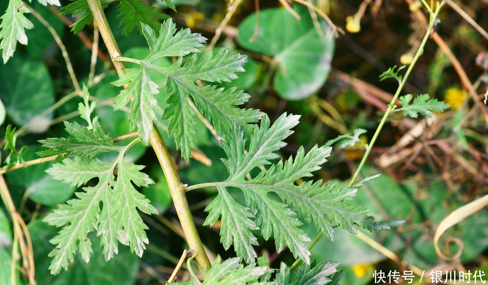 竹林里这种野草，价值很珍贵，叶子是上佳野菜，花泡茶可治失眠