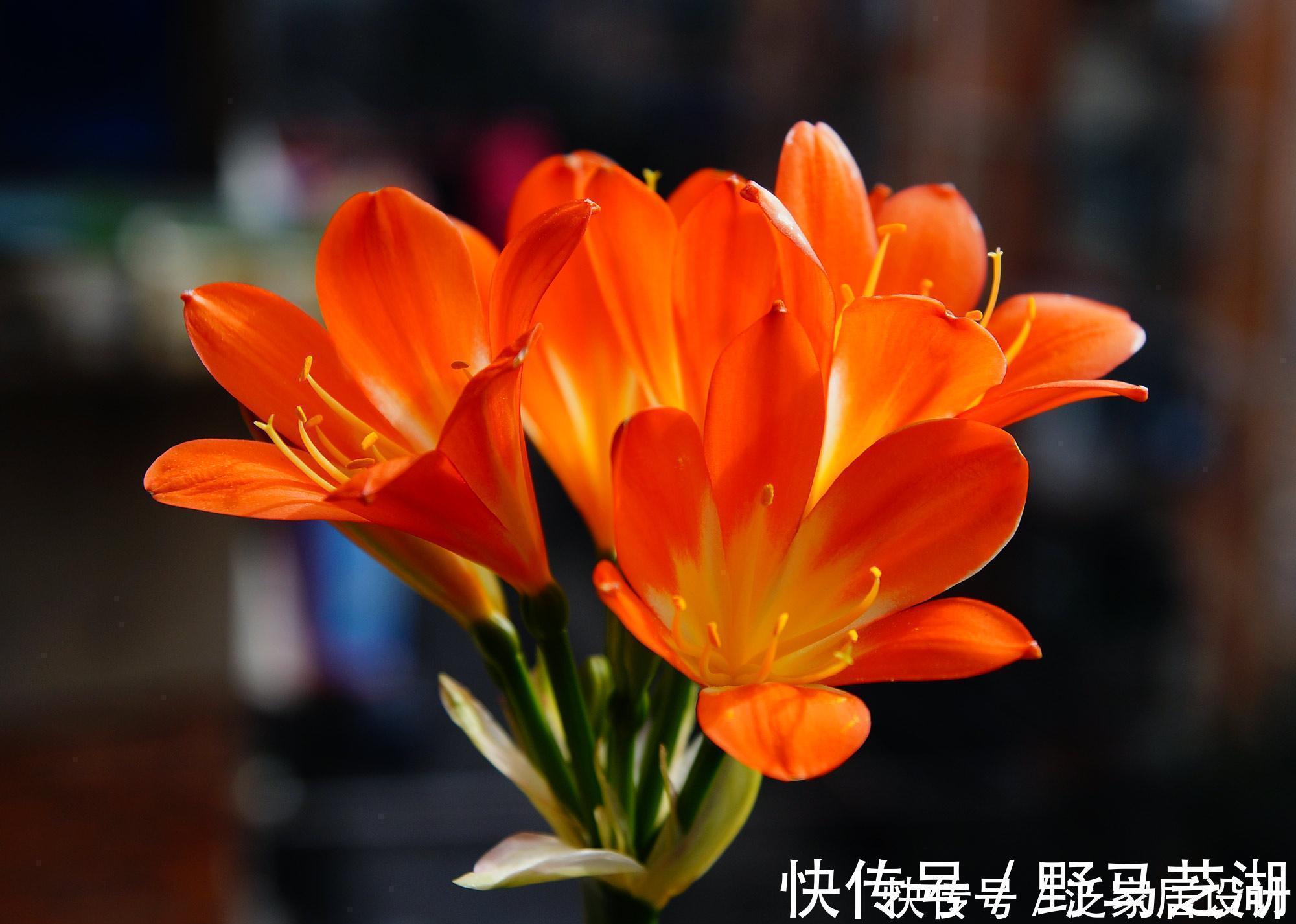 养分|君子兰养护小技巧，土里埋上它，叶片肥又亮