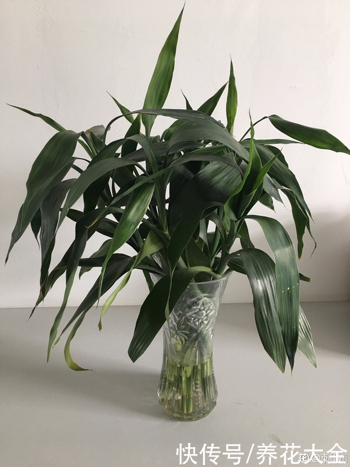 农村人的院子超上档次，种花不在多，关键是选好品种