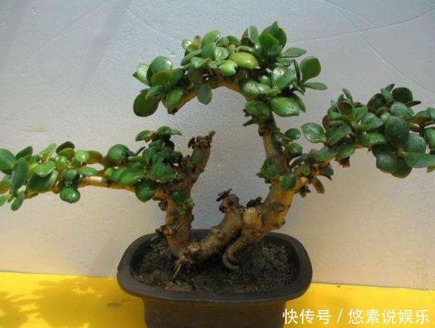 养护|什么发财树、平安树,都不如“2种树”,养成老桩后,很值钱!