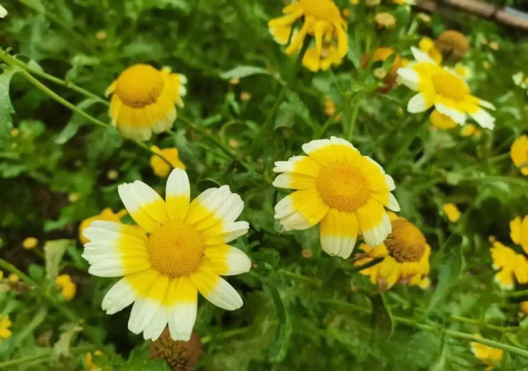 茼蒿|37摄氏度的院子，养这5种花，耐热耐晒开花多
