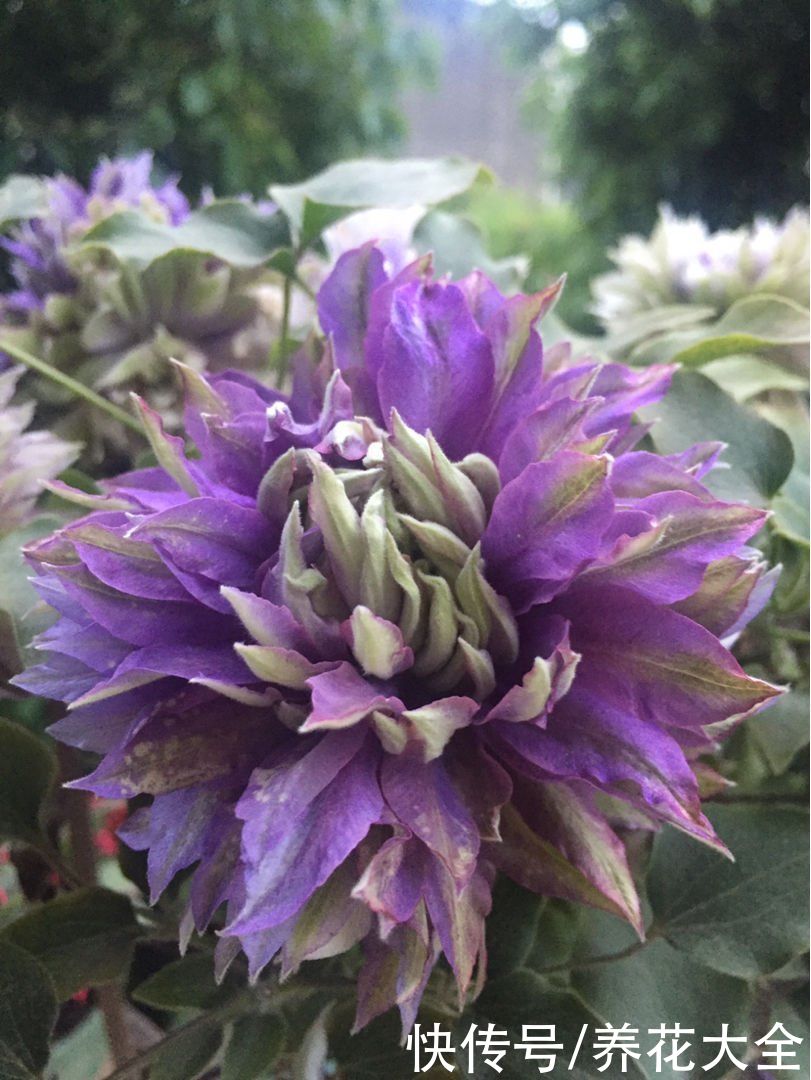 养花高手的5个好习惯，千万别小看，植物特别受用