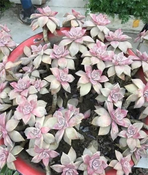 都在养“多肉”?那你见过养了15年的“胧月”,是什么样吗?