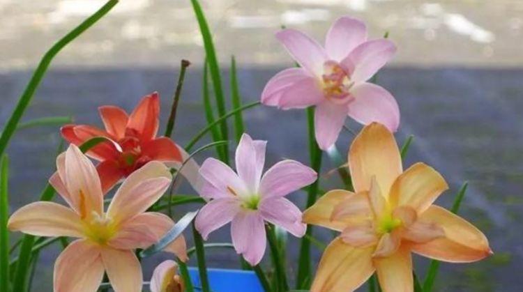 4种花超漂亮,个个美出状态,花朵大花期长,比牡丹还美