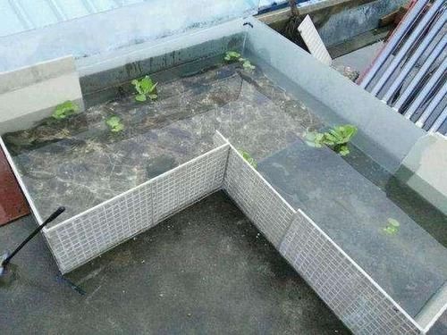 钓的野生鱼太多吃不完,钓鱼人灵机一动:楼顶建个鱼池养起来!