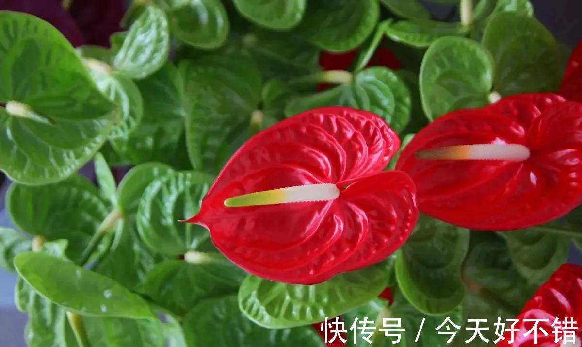 秋冬季节适合养红掌,花朵鲜艳,寓意好,越养越顺心