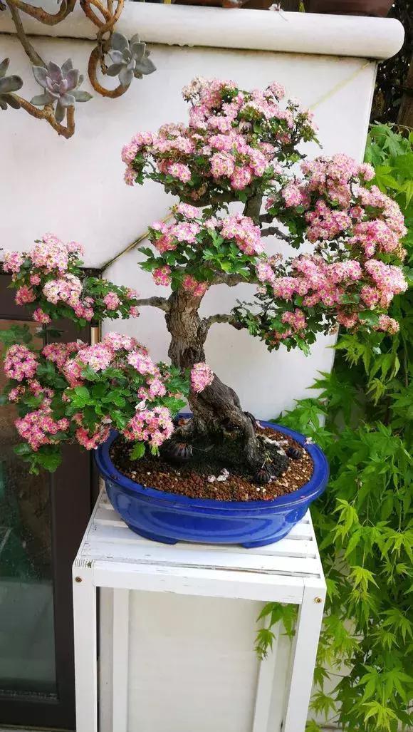 山楂|阳台养1棵山楂树,果子红艳艳,开胃又消食,是盆栽佳品!