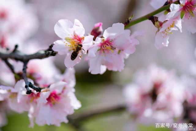 浅思#佳心无惧寒澈骨,浅思深汲待红梅