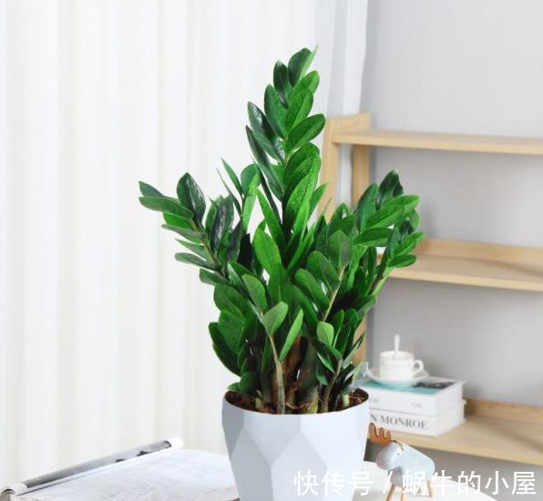 10月养6种漂亮花，小花盆挤一挤，浇水懒一些，越长越旺盛