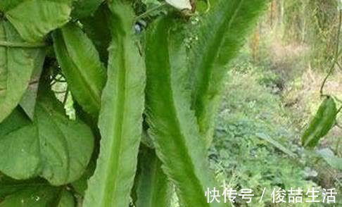 阳荷|奇怪的山野菜,就是去了山里也不一定认出来