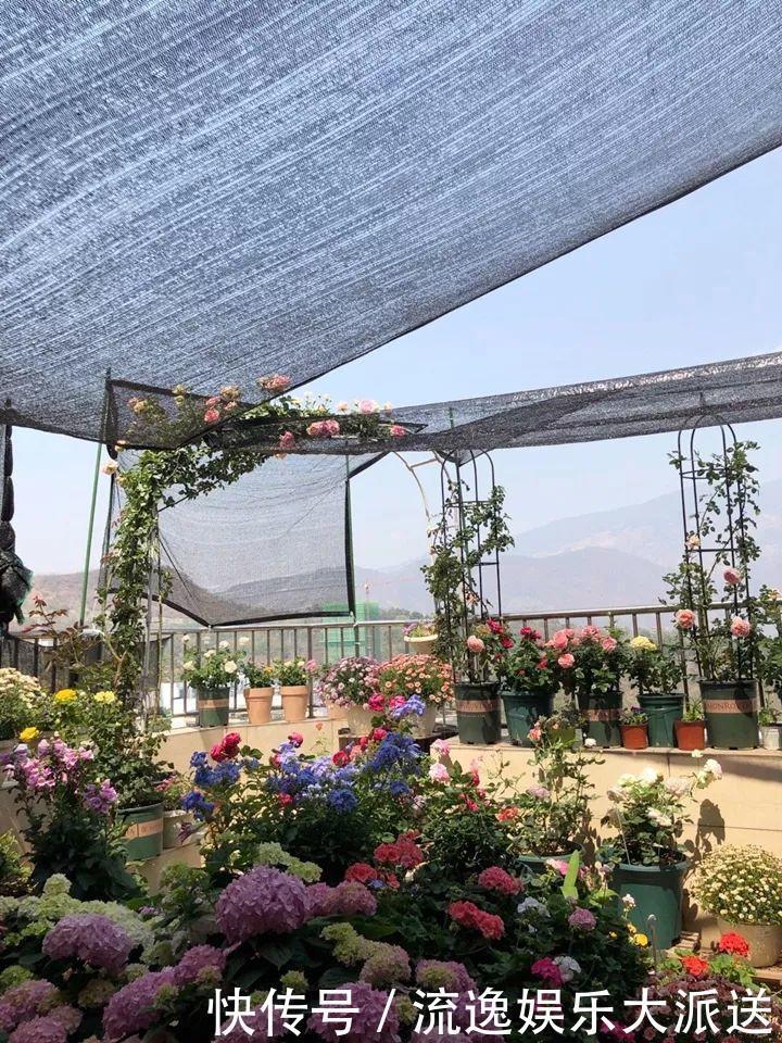 香草类|立夏后养花,别偷懒做好这3件事,长的快不生虫!