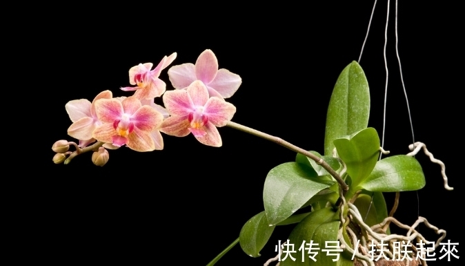 花盆|冬天盛开的8种花爱住“小房子”,花盆越大,越容易黄叶