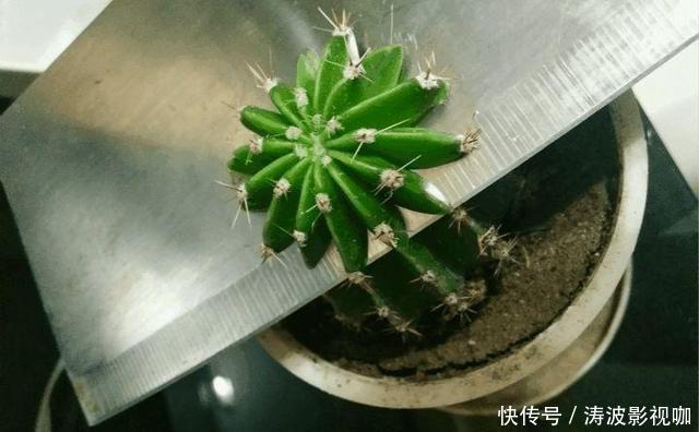 种花|常见的2种花,夏天多“切几刀”,才能呼呼冒“新芽”,翻倍的长