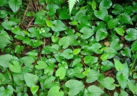 长得河边的它,人称“软耳朵”,有人说恶心,却不知它能“抗癌”