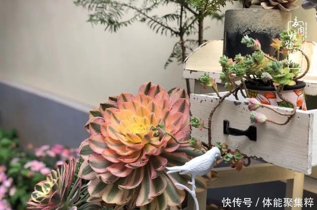 在茜的多肉小院里,花时间种快乐!在茜的多肉小院里,花时间种快乐!