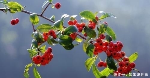 种树|在野外常见的5种树,挖回家制作成盆景,观赏性很高