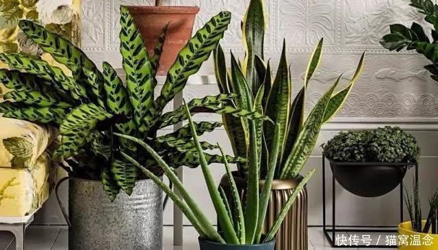 你所知道的养花小窍门都有用吗？不要陷入误区了