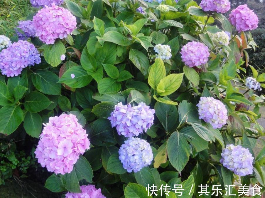 养殖绣球花,别再羡慕别人家花色丰富了,这么就能变色