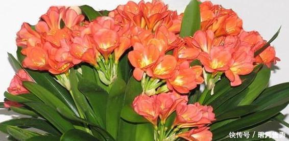 花匠严肃的说, 给君子兰这样洗个澡, 花苞蹭蹭长, 1年开花好几次!