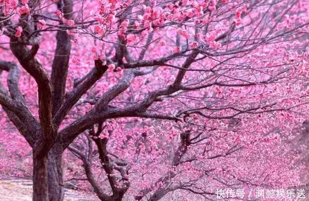 这些“老话”通俗易懂,能叫养花人少走弯路