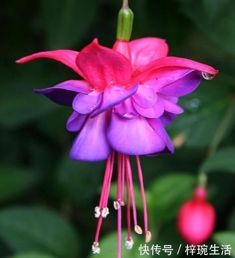 现在最流行养这2种花, 开花时如瀑布, 花期一年300多天