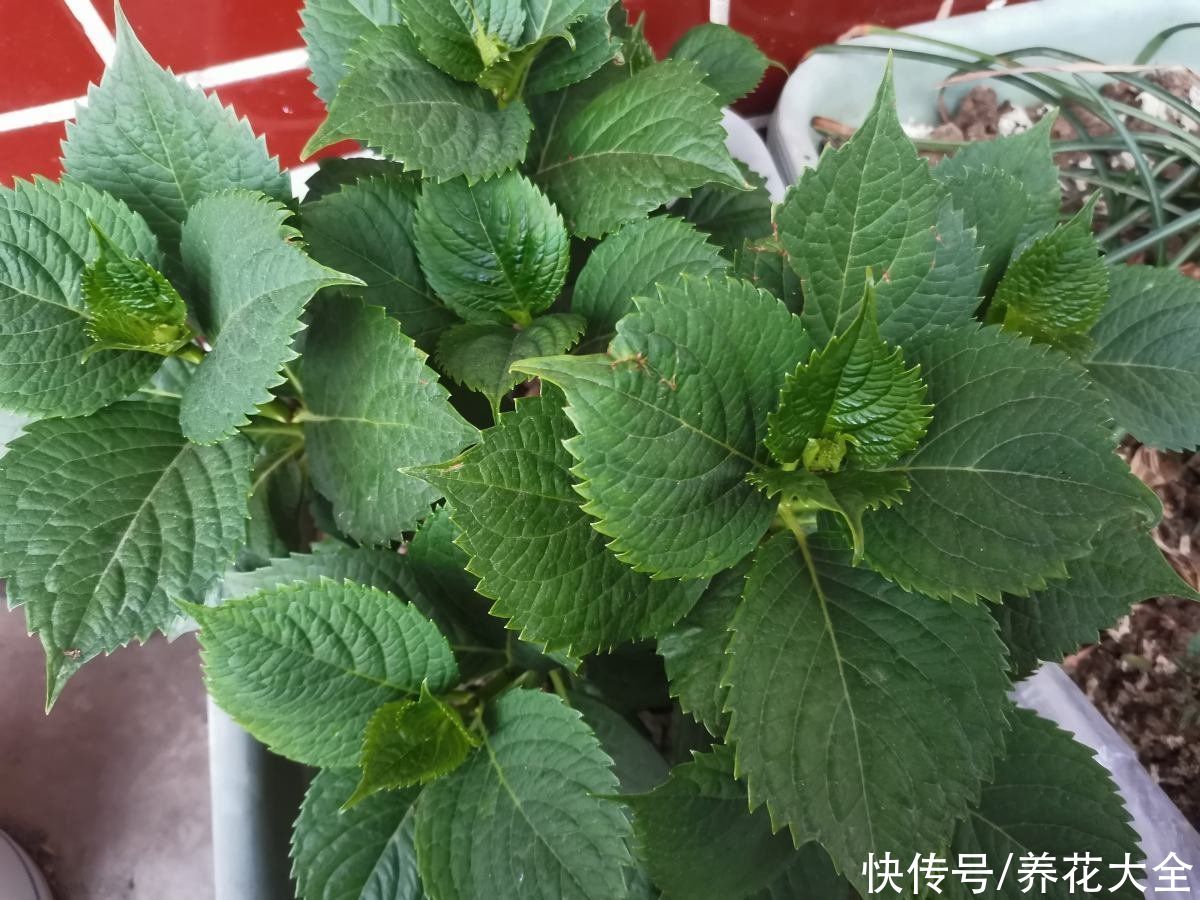 春天了,3种花要苏醒,准备修剪施肥浇水了