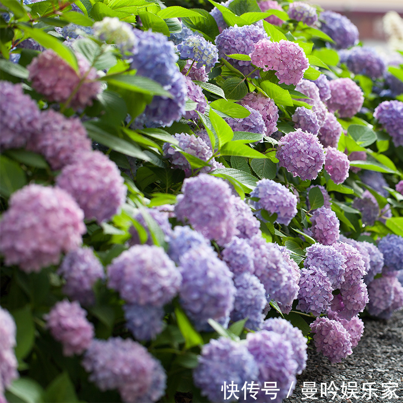 橡皮树|杭州发现一户人家阳台,太惊艳了,像御花园一样美,拍给大家晒晒