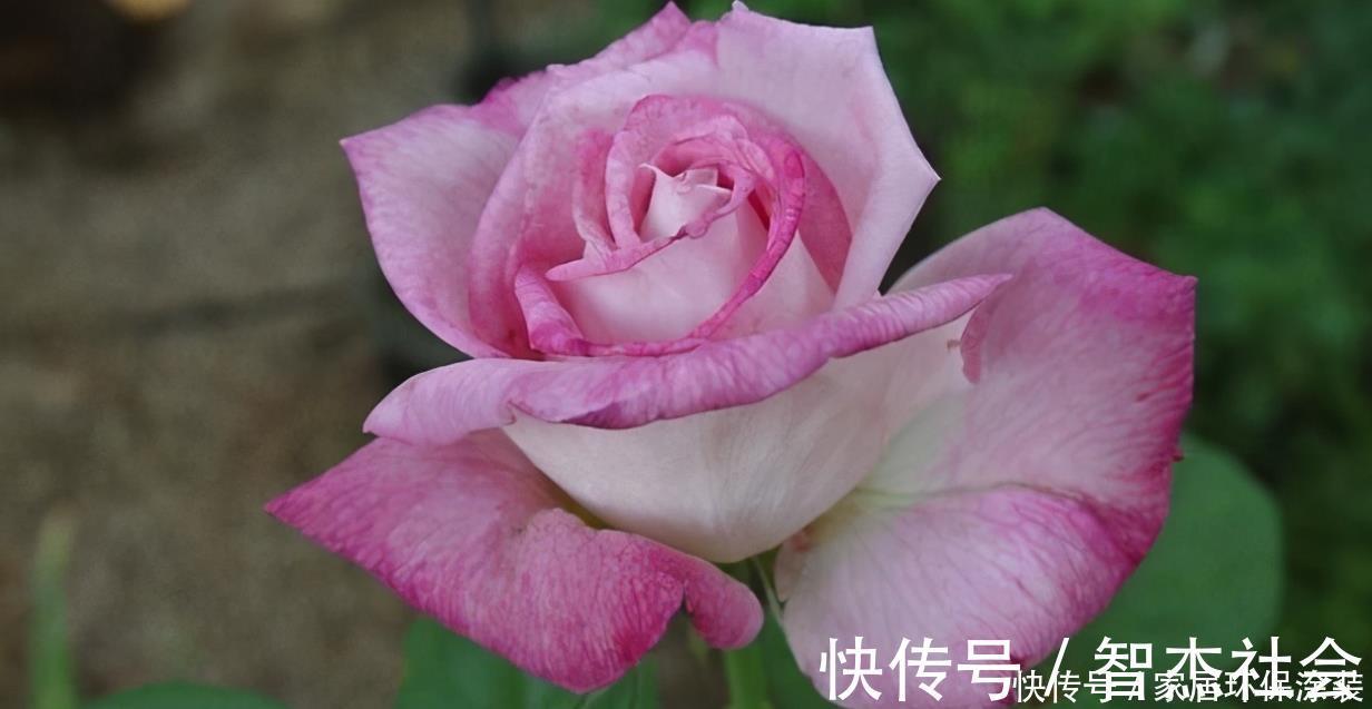 20款紫色月季品种。浓香、抗病非常好养,天然紫色唯美盛开