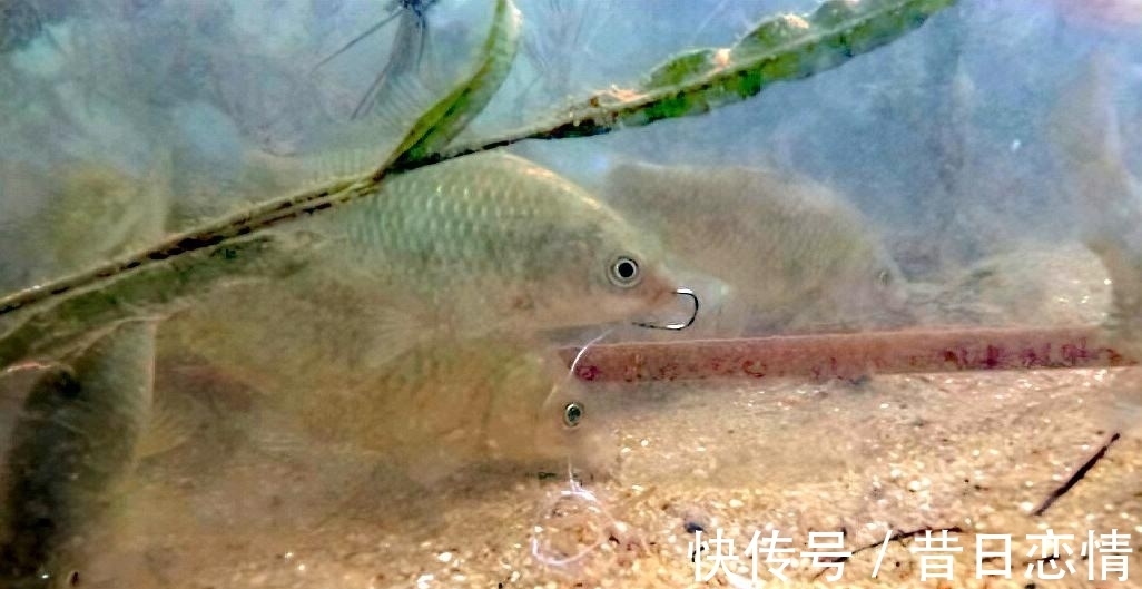 鲫鱼|钓友们冬钓鲫鱼选钓位,既不可死板教条,又不能走极端