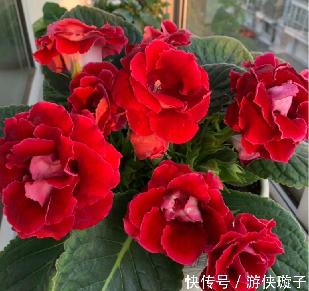 金钟|9种“勤劳花”,别名“天天开”,365天花不断,也不怕累坏了