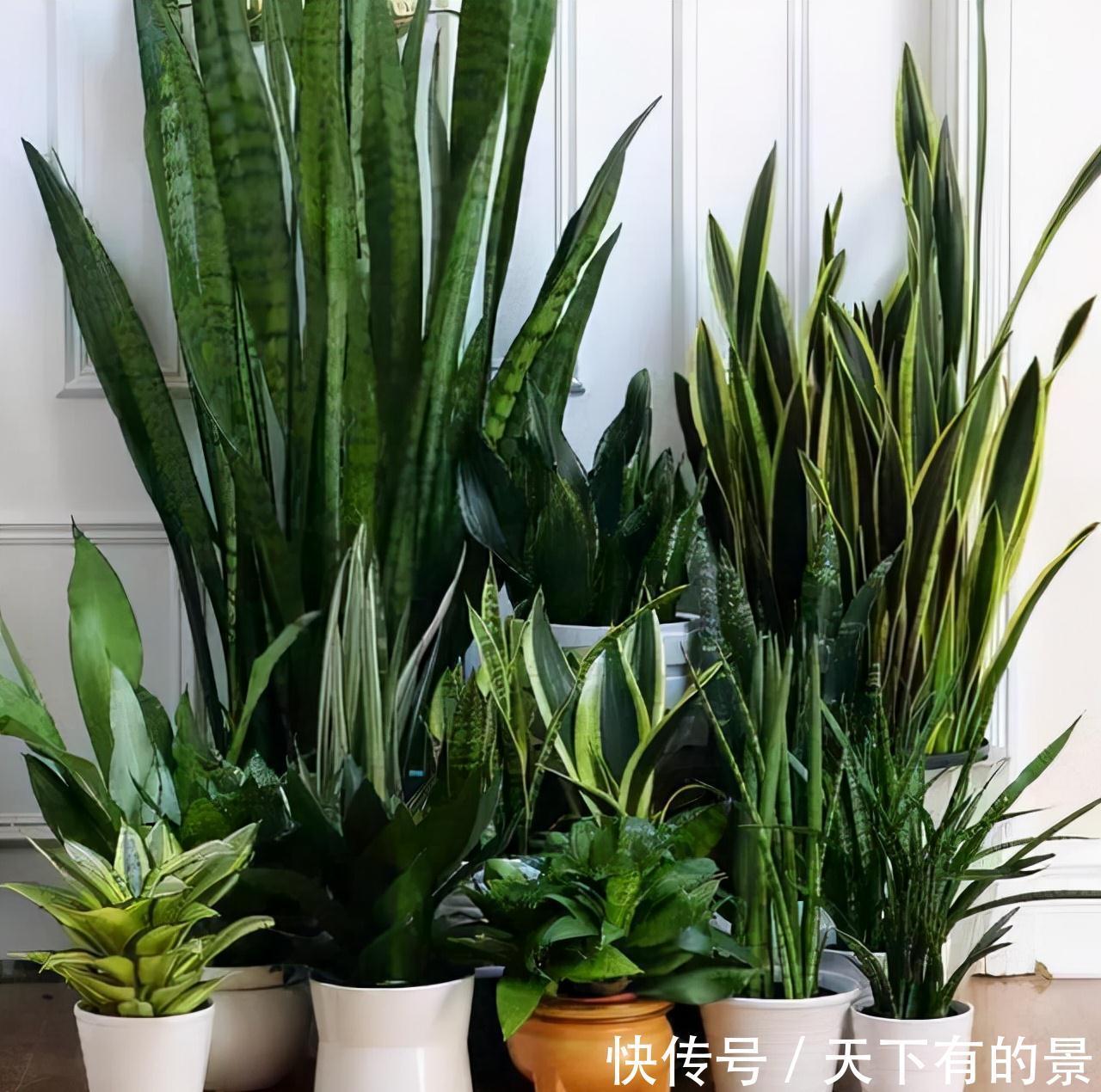 “穷养”5种花，用小花盆栽种，多晒少管更利于生长，又美又值钱