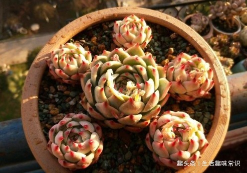 多肉颜色不好看，这样养护，色彩鲜艳，颜值爆表！