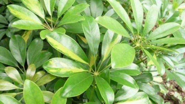 有钱人都养4种花,招财纳福带好运,净化空气,还有助于睡眠