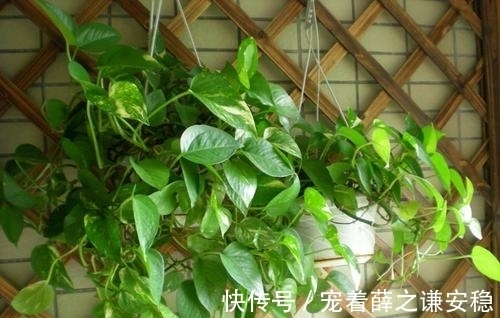 家里养盆绿植物,空气清新没异味,皮实好养长满盆,适合新手!