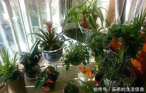 家中这“4处”别养花,摆啥花都难活,不是叶黄、就是根烂!