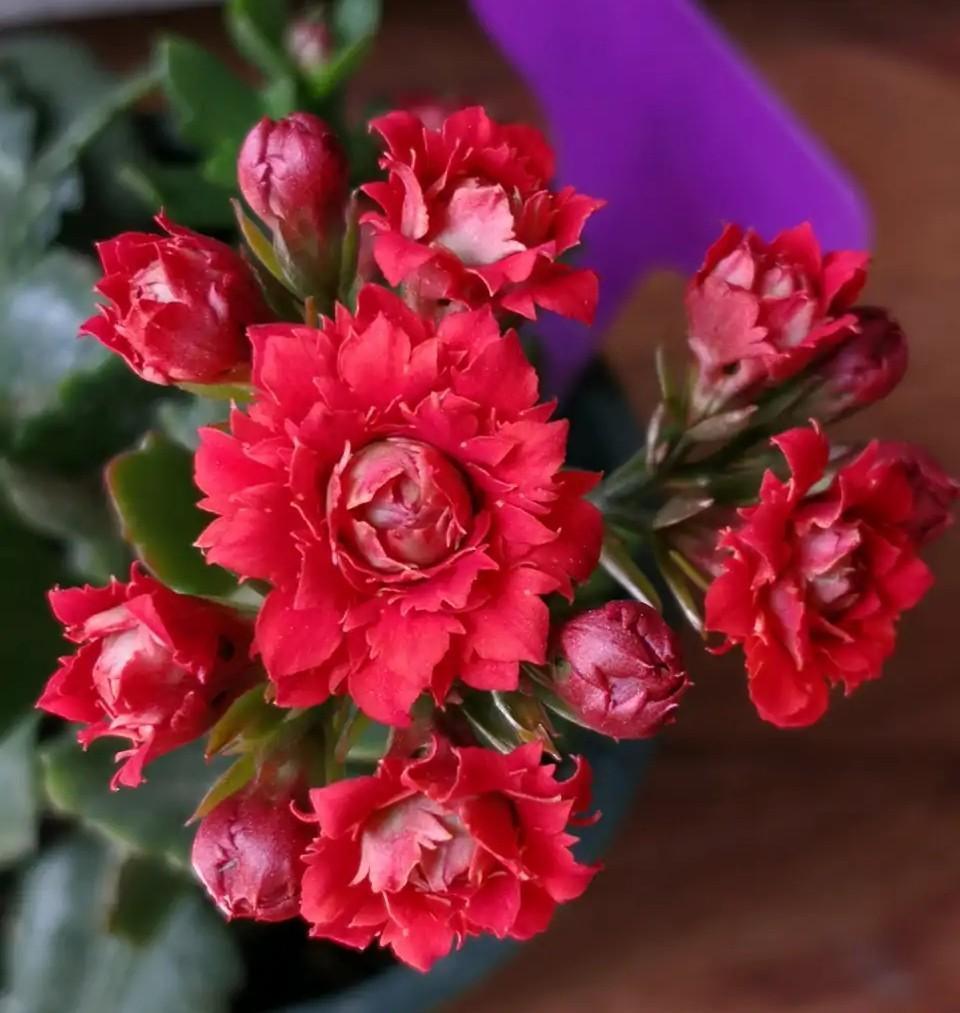 品种|75个长寿花品种,一个比一个美,一起来认识一下吧!