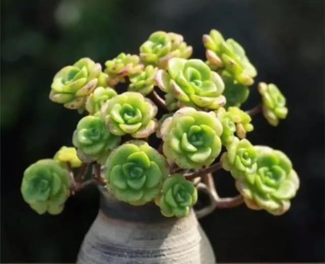 阳台上|有个飘窗小阳台,就养这2种带香味的多肉就够了,满屋子都是香味