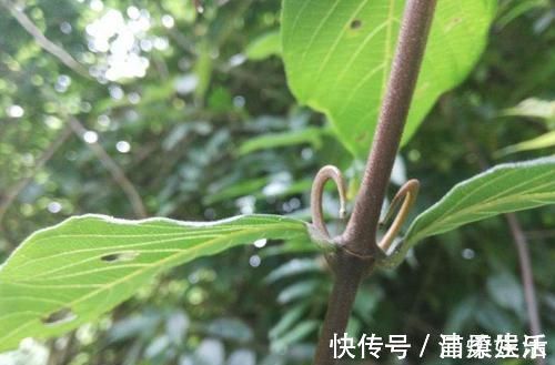 钩藤|农村这野草供不应求,农民却当杂草烧,殊不知一斤22价格还在涨