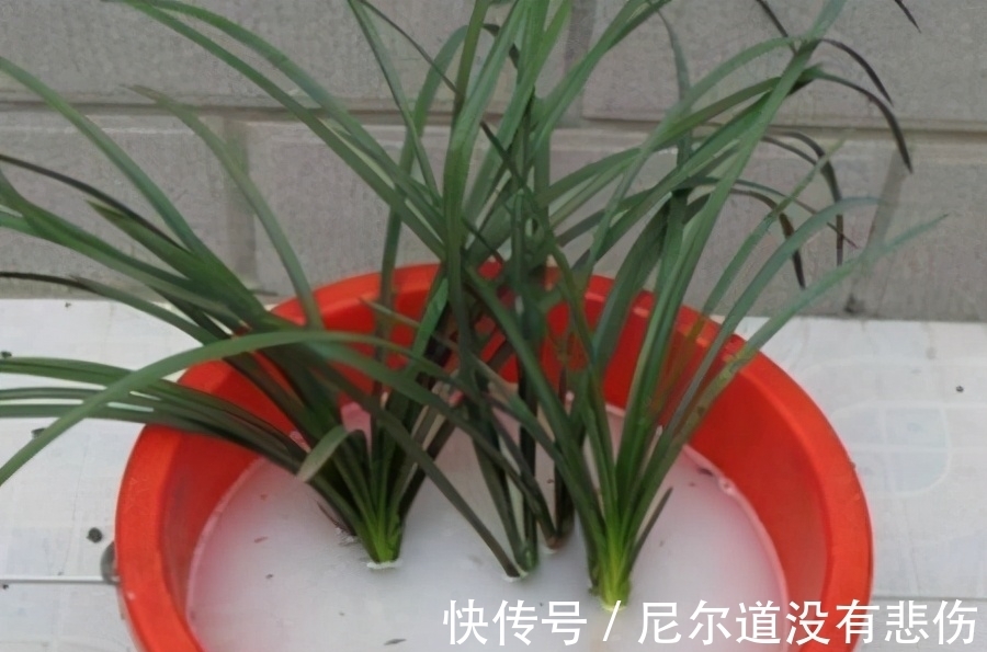 兰花瘦弱不长芽？4个细节做足，根系旺，品相好，新芽挤满盆