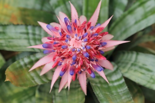 12种奇花异草,认识3种以上,就算见多识广了!