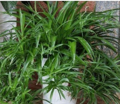 什么淘米水、啤酒水都不如它,“一勺”养爆一盆花,就怕你不认识